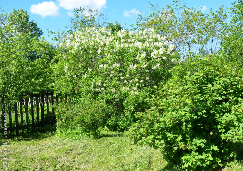 Naklejka premium forget me not flowers