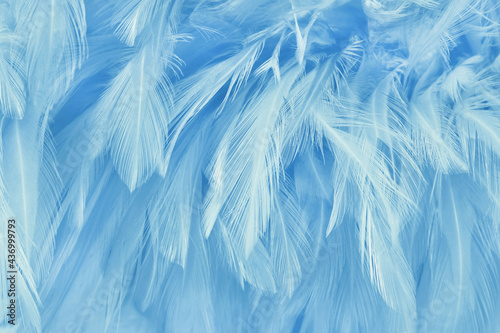 Blue pastel bird feathers pattern texture background. © Nattha99