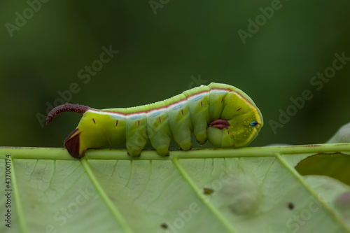 Unique Caterpillars on Nature Place