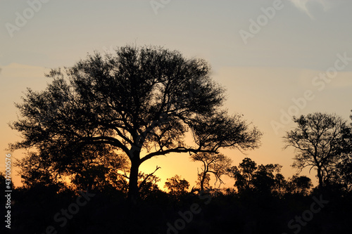 Sonnenuntergang Kr  ger Park S  dafrika   Sundown Kruger Park South Africa  