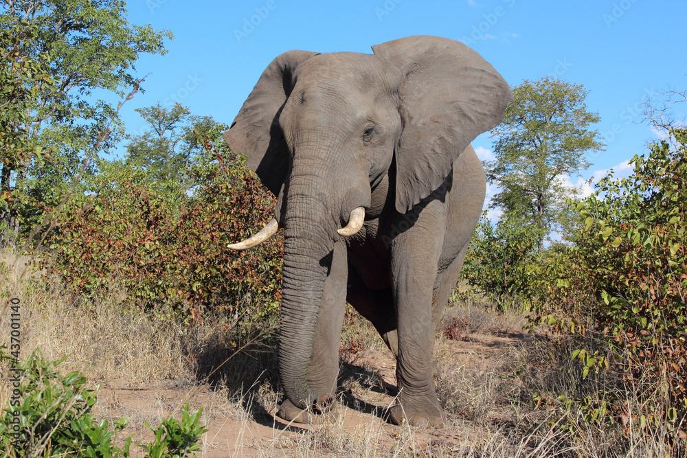 Obraz premium Afrikanischer Elefant / African elephant / Loxodonta africana