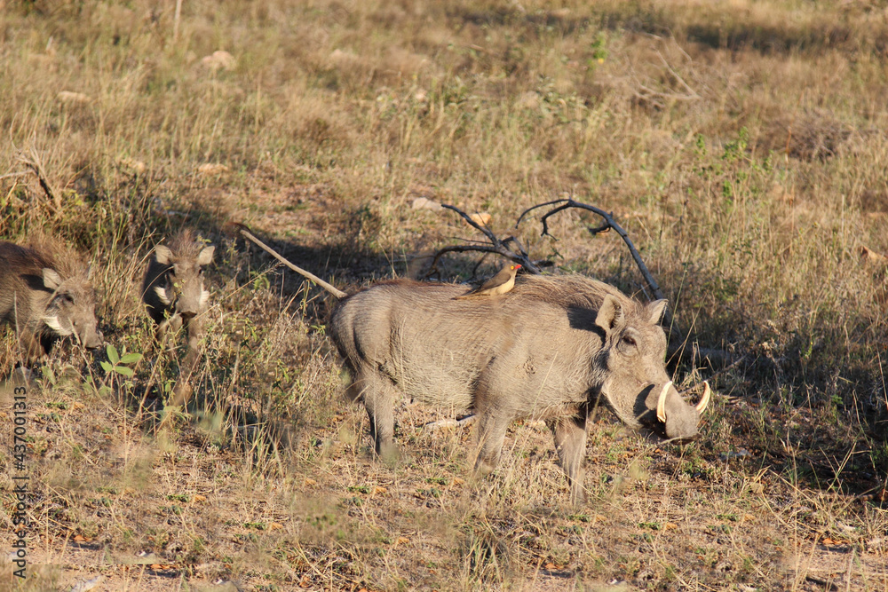 Warzenschwein und Rotschnabel-Madenhacker / Warthog and Red-billed oxpecker / Phacochoerus africanus et Buphagus erythrorhynchus. Warzenschwein und Rotschnabel-Madenhacker / Warthog and Red-billed oxpecker / Phacochoerus africanus et Buphagus erythrorhynchus.