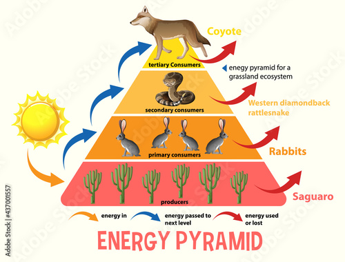 Science simplified ecological pyramid