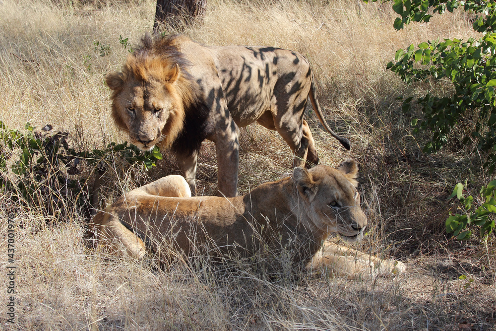 Obraz premium Afrikanischer Löwe / African lion / Panthera leo..