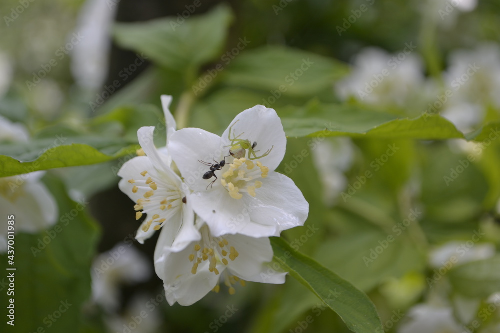blooming tree blooming tree