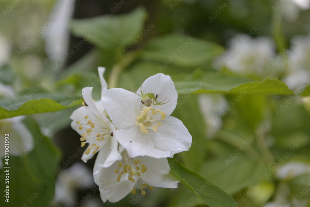 blooming tree blooming tree