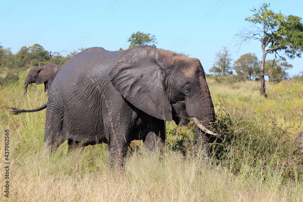 Obraz premium Afrikanischer Elefant / African elephant / Loxodonta africana...