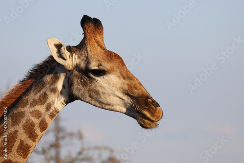 Canvas Print Giraffe / Giraffe / Giraffa camelopardalis