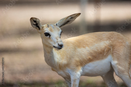 Young Sand Gazelle calf in wildlife conservation park  Abu Dhabi  United Arab Emirates