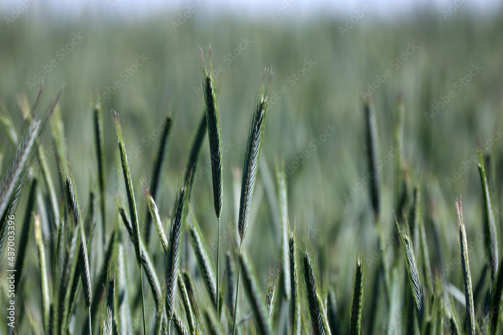 Fototapeta premium The rye green growing in the field