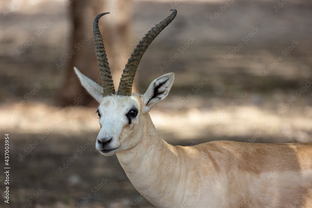 Close up of Sand Gazelle in wildlife conservation park, Abu Dhabi, United Arab Emirates