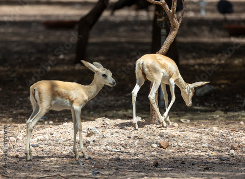 Herd of Sand Gazelles feeding in a wildlife conservation park in Abu Dhabi, United Arab Emirates