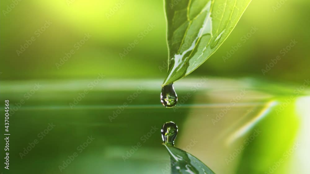 Slow motion shot of drop of water falls from green leaf during rain. Beautiful bokeh of green foliage on the background. Cycle of water in nature