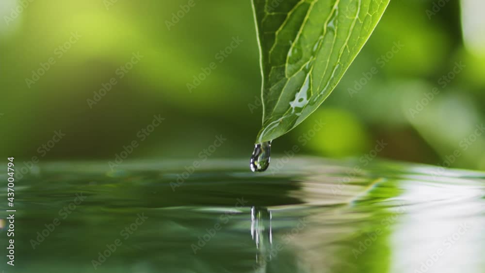 Light summer rain. Drops of water slowly fall and splash from green leaf down to the surface of the lake. Green water splash nature background. Raindrops falls into pond