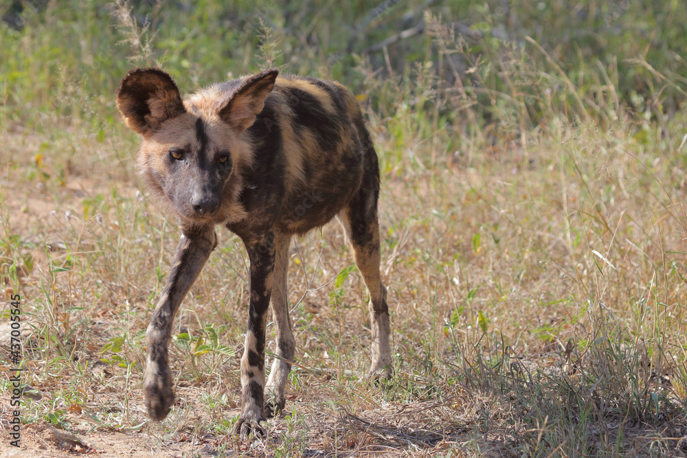Afrikanischer Wildhund / African wild dog / Lycaon pictus. Afrikanischer Wildhund / African wild dog / Lycaon pictus.