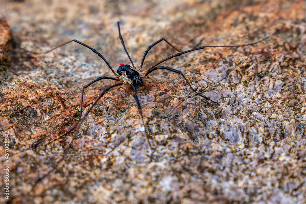 Spider, Munkebu trail from Sørvågen, Lofoten, Norway Spider, Munkebu trail from Sørvågen, Lofoten, Norway