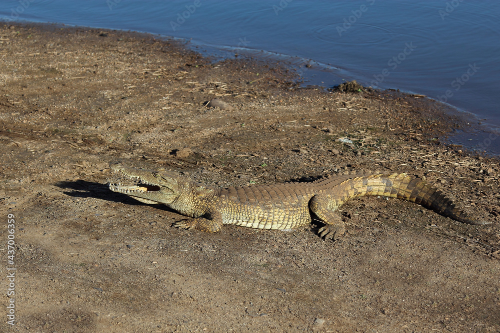 Naklejka premium Nilkrokodil / Nile crocodile / Crocodylus niloticus