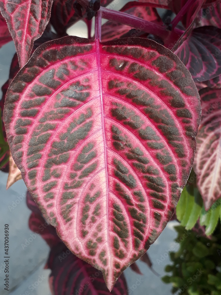 red and green leaves