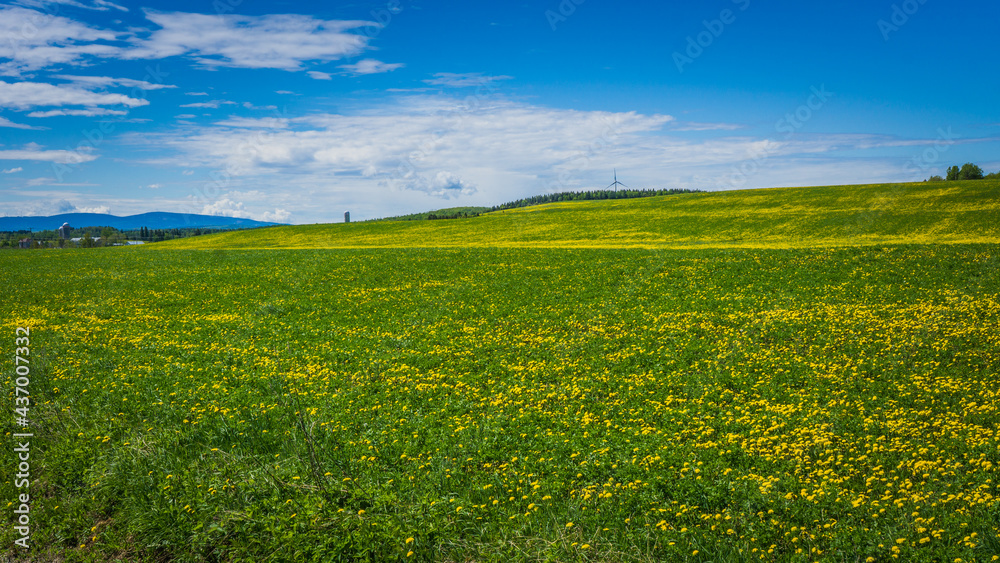 Countryside and yellow dandelions in the Matapedia river valley in Quebec (Canada)