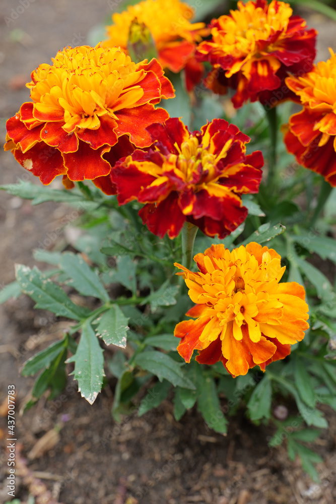 close-up marigolds orange flower in the spring garden close-up marigolds orange flower in the spring garden