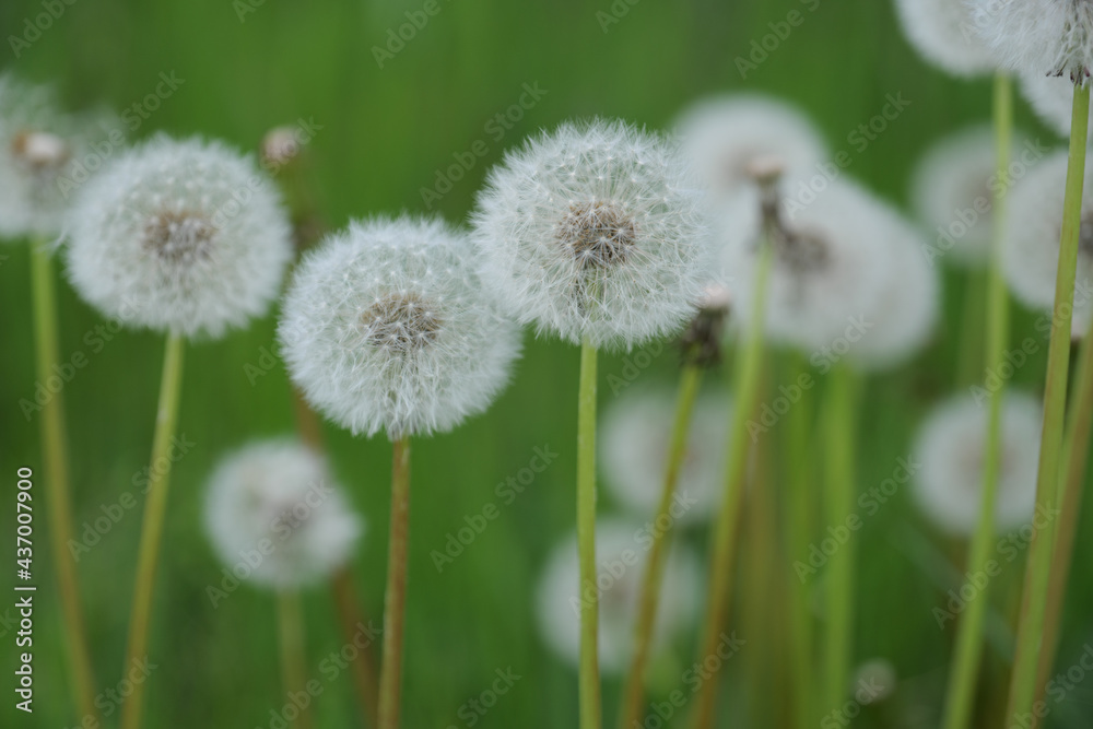 horizontal shot white spring dandelion in the grass horizontal shot white spring dandelion in the grass