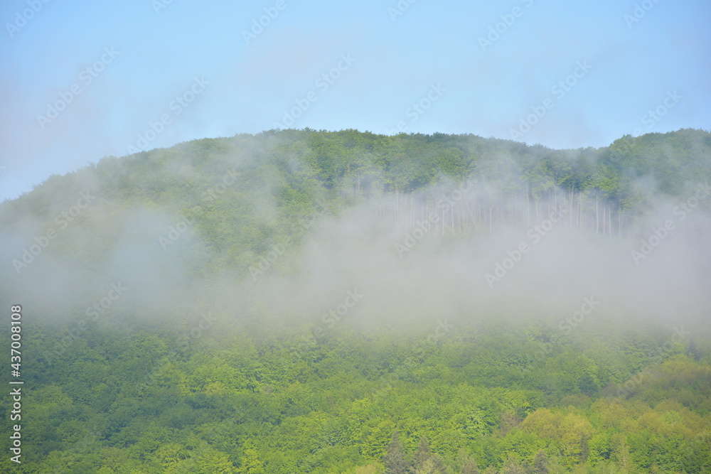 fog on the hill in the morning. beautiful nature background in summer. scenic outdoor scenery on a sunny weather fog on the hill in the morning. beautiful nature background in summer. scenic outdoor scenery on a sunny weather