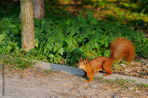 red squirrel in the park, in sunlight © SunnyRed