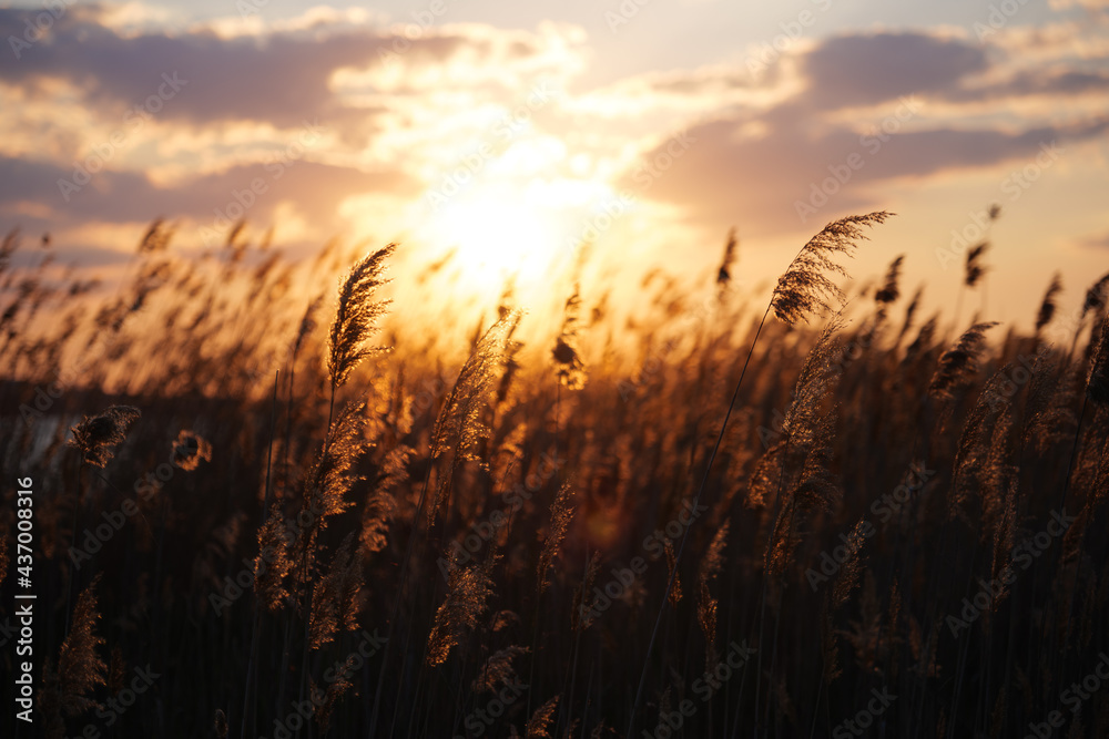 sunset in the field,  backlit reeds
