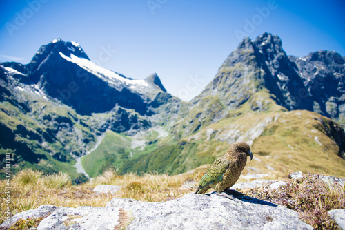 Alpine parrot "KEA" on Milford Track, Fiordland National Park, Great Walks, Te Wahipounamu, New Zealand