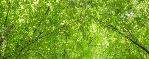 green leaves in the sun background 