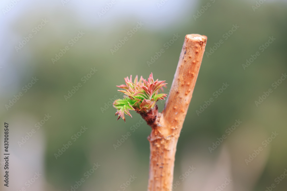 The buds of plants germinate in early spring, North China The buds of plants germinate in early spring, North China