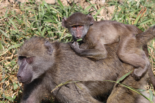 Bärenpavian / Chacma baboon / Papio ursinus.....