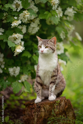 Photo of a tabby cat near a flowering bush.