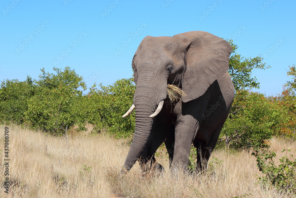 Obraz premium Afrikanischer Elefant / African elephant / Loxodonta africana