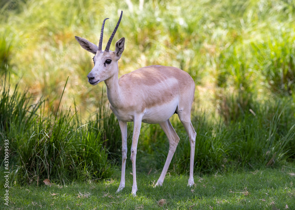 Young Sand Gazelle calf in wildlife conservation park, Abu Dhabi, United Arab Emirates Young Sand Gazelle calf in wildlife conservation park, Abu Dhabi, United Arab Emirates