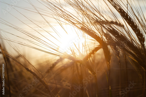 Ears of golden wheat close up.Background of ripening ears of wheat field.
