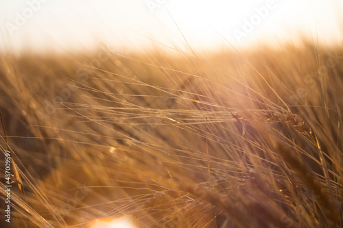 Ears of golden wheat close up.Background of ripening ears of wheat field.