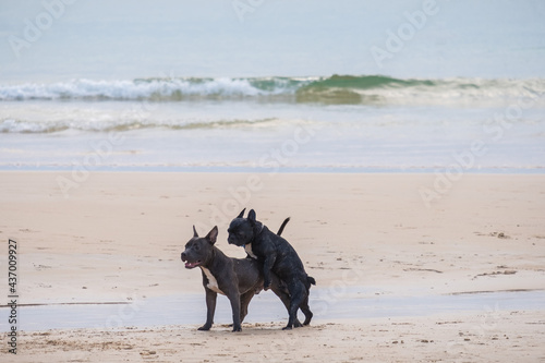 Two dogs are making love and sex on the ocean sandy beach at sunset outdoors background photo