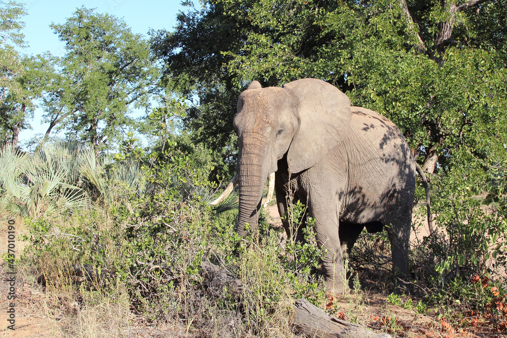 Afrikanischer Elefant / African elephant / Loxodonta africana