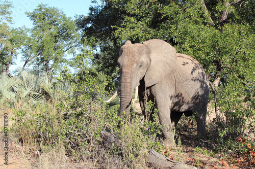 Afrikanischer Elefant   African elephant   Loxodonta africana