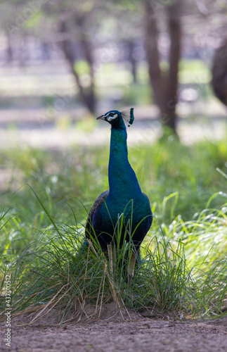 Peacock peafowl in wildlife conservation park in Abu Dhabi, United Arab Emirates