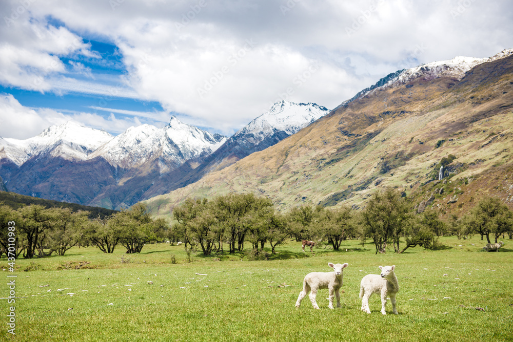 Lambs in Matukituki Valley, Mount Aspiring National Park, Te waipounamu, New Zealand