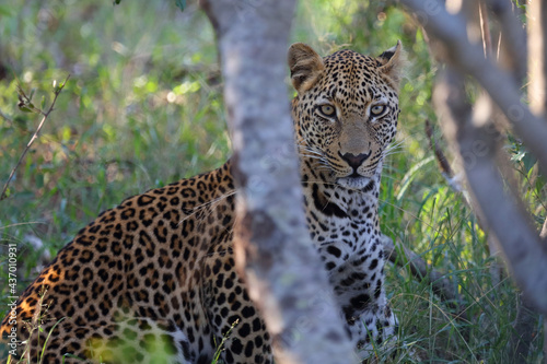 Leopard   Leopard   Panthera pardus.