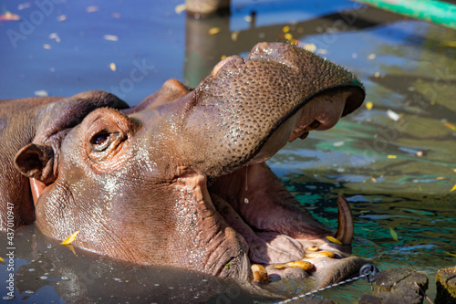hippopotamus with open mouth close-up