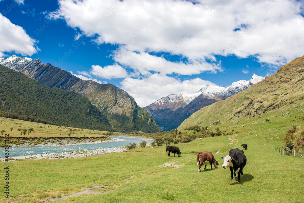 Fototapeta premium Cows in Matukituki Valley, Mount Aspiring National Park, Te waipounamu, New Zealand