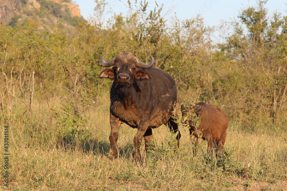 Kaffernbüffel / African buffalo / Syncerus caffer. Kaffernbüffel / African buffalo / Syncerus caffer.