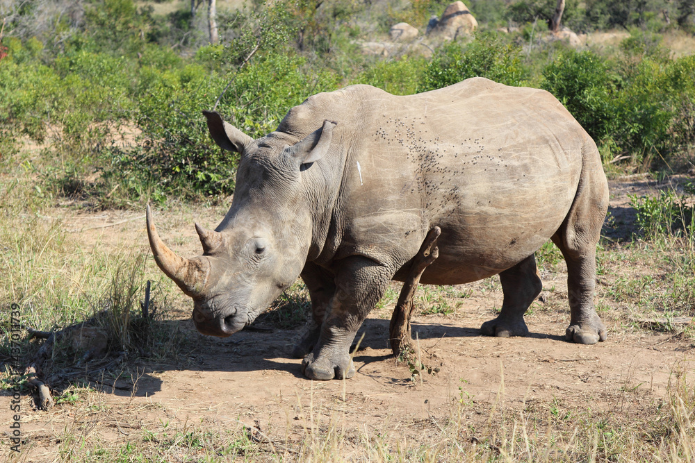 Breitmaulnashorn / Square-lipped rhinoceros / Ceratotherium Simum Breitmaulnashorn / Square-lipped rhinoceros / Ceratotherium Simum