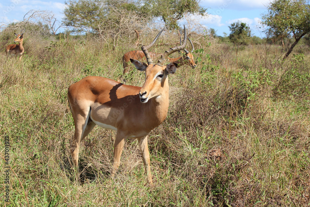 Schwarzfersenantilope / Impala / Aepyceros melampus Schwarzfersenantilope / Impala / Aepyceros melampus