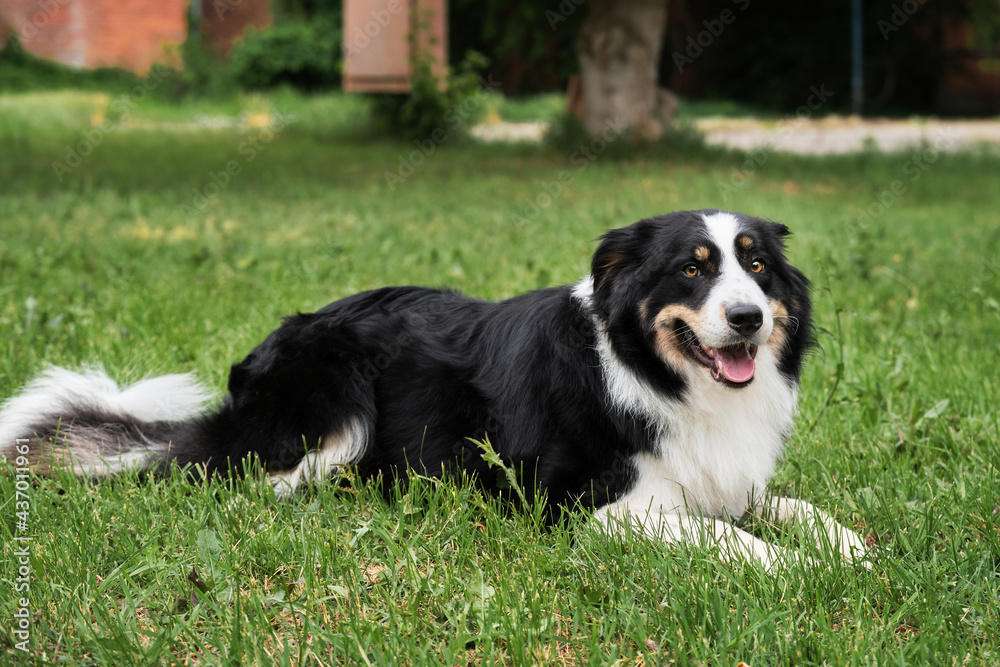 Smartest dog breed in the world. Charming black and white red tricolor border collie lies in park on green grass, looks carefully and smiles. British shepherd dog lies waiting.