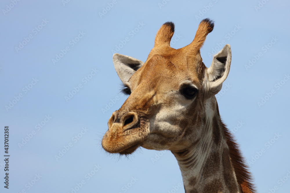 Obraz premium Giraffe / Giraffe / Giraffa camelopardalis
